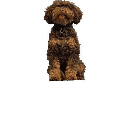 Olijfboompie Sticker