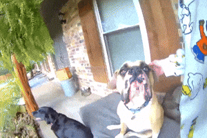 Dog Booty GIF