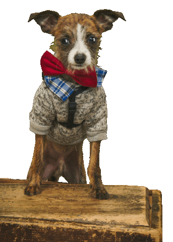 Monkey Dog Sticker by Bastian the Talking Terrier