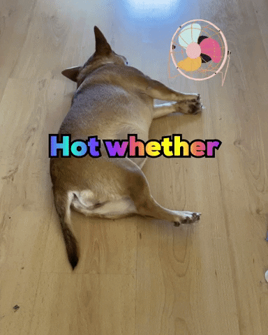 Dog Hot Weather GIF