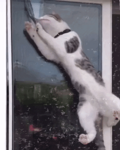 Video gif. A cat is climbing in between the glass and screen of a window and it has clawed a hole into the top of the screen. It sticks its face into the hole and is able to get its entire face to poke out before it sees us looking at it. Caught in the act.