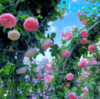 Flowers GIF