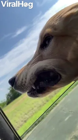 Dog GIF by ViralHog