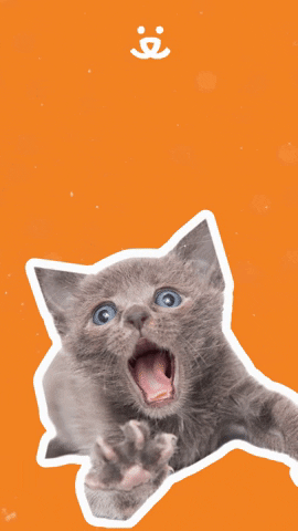Kitten You Rock GIF by Best Friends Animal Society