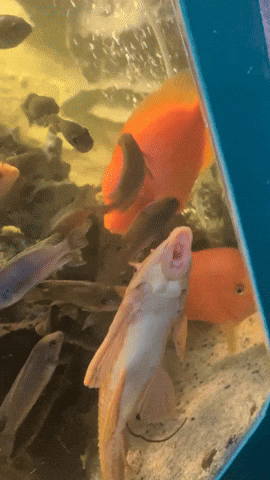 Marine Life Fish GIF