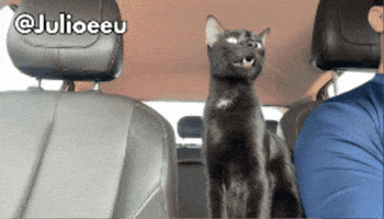 Cat Smile GIF