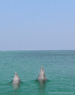 Dolphin Dance GIFs - Get the best GIF on GIPHY
