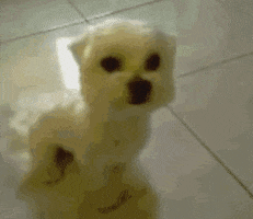 angry puppy GIF