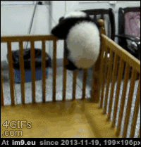 Panda Jail GIF