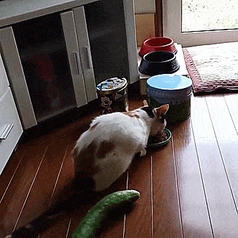 Cats Scared of Cucumbers