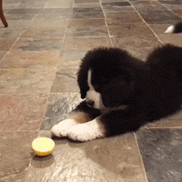 https://media4.giphy.com/media/10GyfEAB91hg4w/200w.gif#74