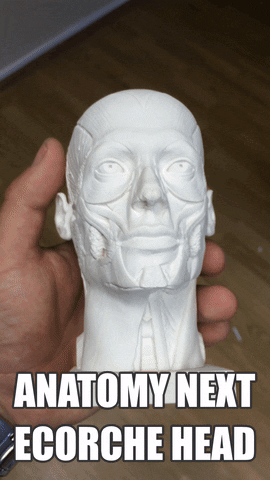 anatomynext muscle head ecorche GIF