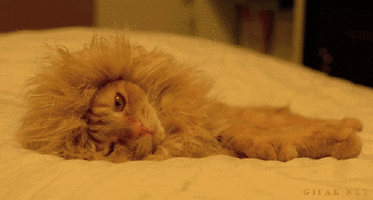  sleep lion giraffe mighty GIF