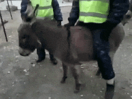 donkey policeman GIF
