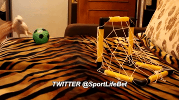 sportlifebet  GIF