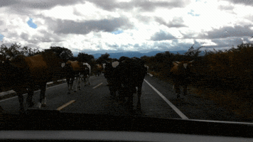 fmfelipemartins  GIF