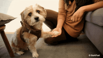 Love GIF by The BarkPost