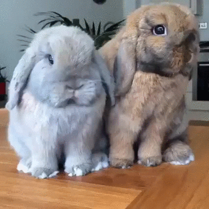 Bunnies GIF