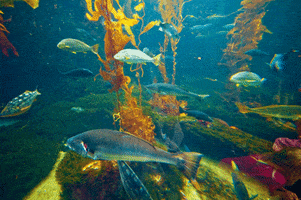 Fish Swim GIF