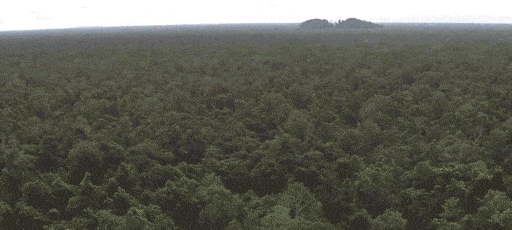 Best Deforestation Gifs Primo Gif Latest Animated Gifs