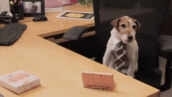 dog business office working tie