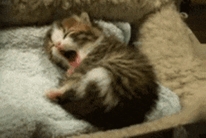 sleepy cat GIF