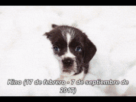 omarjavierumana perro kino kinoide GIF