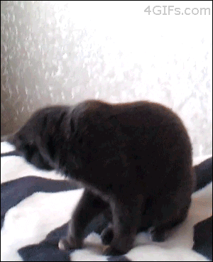 Video gif. We catch a black cat by surprise as it's about to lick its fur. It whips its head around at us and stares at us wide eyed.