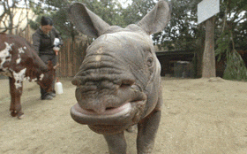 baby rhino GIF