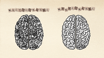 brain neuroscience linguistics bilingual