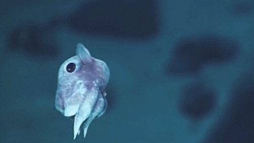 Sea Creature Ocean GIF - Find & Share on GIPHY