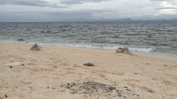 evacuate  GIF