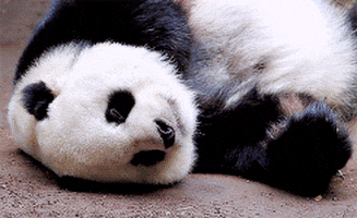 tired panda bear GIF