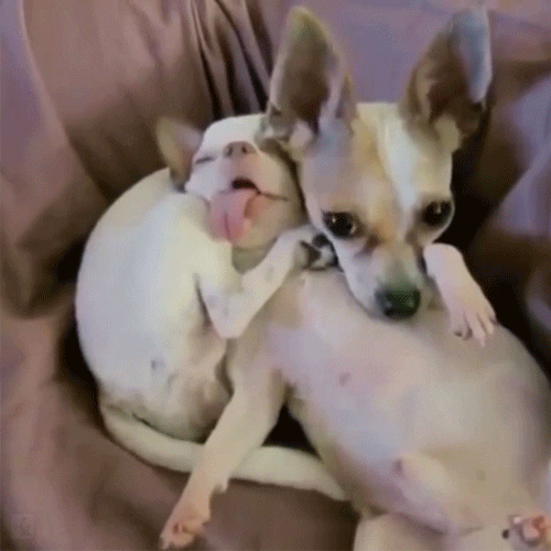Video gif. Two dogs are wrapped around each other. One is completely passed out on its back with tongue out like it's in a drunk slumber. The other rests its head on the passed out dog's chest and looks tired. 
