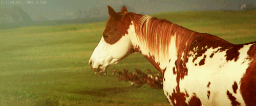 horse cao GIF