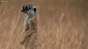 googly eyes meerkat GIF