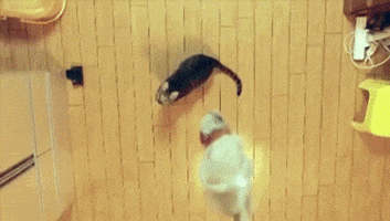Slow Motion Cat GIF by HuffPost