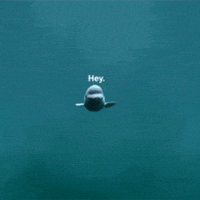 Beluga-whale GIFs - Get the best GIF on GIPHY