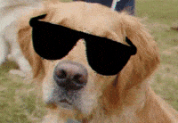 dog ray bans