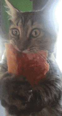 Sox-lunch GIFs - Find & Share on GIPHY