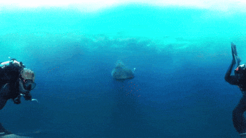 _CindyWallace_  GIF