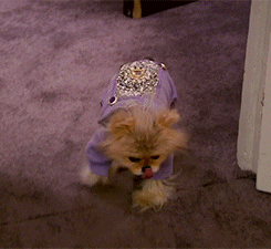 real housewives dog GIF by RealityTVGIFs