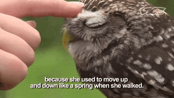 owl scratch GIF by VICE Media Spain