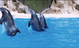 dapper day dolphin GIF