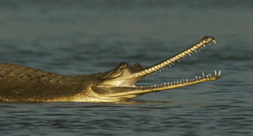  animals crocodile reptile gharial GIF
