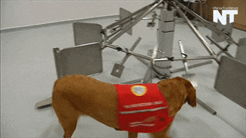 breaking news dog GIF by NowThis 