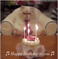 Funny Birthday Gifs Get The Best Gif On Giphy