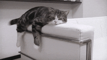 Cat Resting GIF