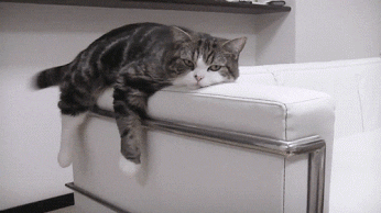 Cat Resting GIF - Find & Share on GIPHY