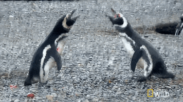 National Geographic Penguin GIF by Nat Geo Wild